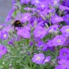 Żagwin ogrodowy Rock On Blue – Aubrieta